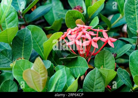 Eine Gruppe von kleinen rosa Ixora Chinensis-Blüten, umgeben von dunkelgrünen Blättern. Stockfoto