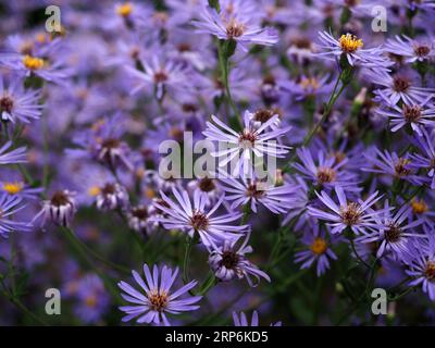 Meeresastergas Tripolium pannonicum Stockfoto