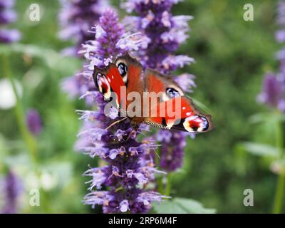 Pfau-Schmetterling auf Anis-Hysop Stockfoto