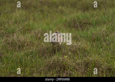 Numenius phaeopus Familie Scolopacidae Gattung Numenius Eurasischer Whimbrel Gemeiner Whimbrel weiß-gesprungener Whimbrel wilde Natur Vogelfotografie, Bild, wa Stockfoto