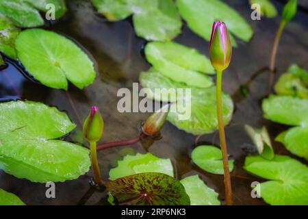 Nahaufnahme von Lotusknospen und -Blättern in einem Teich. Die Knospe ist rosa und hat noch nicht geblüht. Die Blätter sind grün und schwimmen auf der Wasseroberfläche. Das Wasser Stockfoto