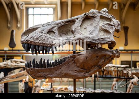 Tyrannosaurus rex Schädel in der Galerie für Paläontologie und Vergleichende Anatomie im Jardin des plantes in Paris. Stockfoto