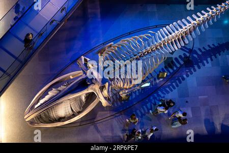 Walskelett von oben in der Grand Gallery of Evolution im National Museum of Natural History in Paris ausgestellt. Stockfoto