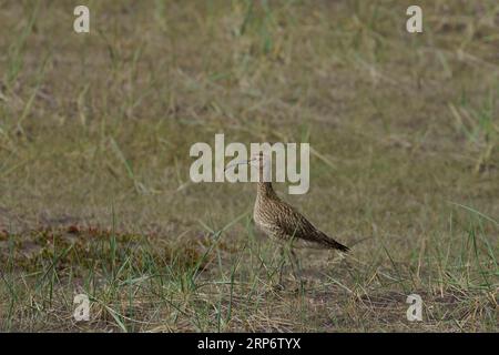 Numenius phaeopus Familie Scolopacidae Gattung Numenius Eurasischer Whimbrel Gemeiner Whimbrel weiß-gesprungener Whimbrel wilde Natur Vogelfotografie, Bild, wa Stockfoto