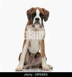 Süßer kleiner Boxerwelpe mit großen Augen, der vor weißem Hintergrund im Studio sitzt und nach vorne schaut Stockfoto