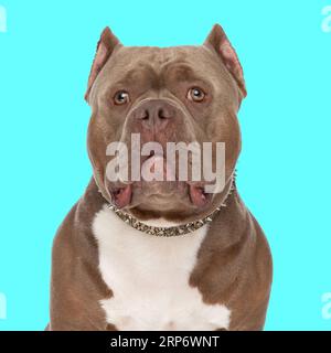 Hübscher amerikanischer Bully-Hund mit Kragen, der nach vorne schaut und vor blauem Hintergrund im Studio sitzt Stockfoto