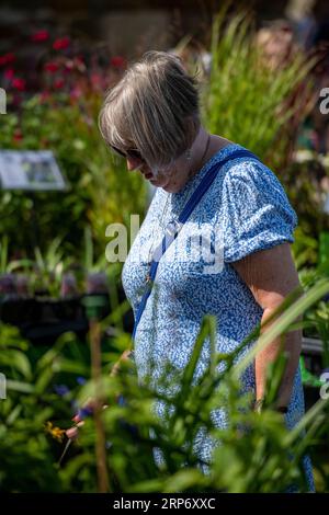 Eine Dame oder Frau, die Pflanzen wählt und in einem Gartencenter die Hosen und Blumen durchstöbert. Dame, die Pflanzen und Blumen beim Gartenfest anschaut Stockfoto