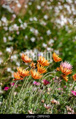 Orangefarbene Gazania-Blüten wachsen in einer Blumengrenze mit spektakulären bunten Blüten im Hintergrund. Stockfoto