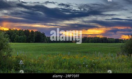 Eine Weissschwanzhirsche wandert durch ein Heufeld, während die Sonne im Norden von Wisconsin untergeht. Stockfoto