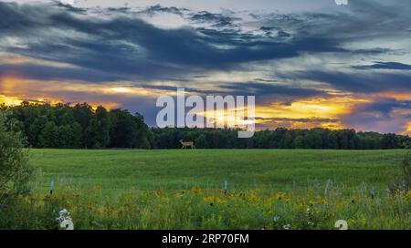 Eine Weissschwanzhirsche wandert durch ein Heufeld, während die Sonne im Norden von Wisconsin untergeht. Stockfoto