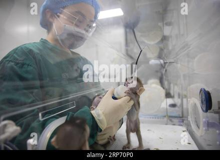 (190124) -- SHANGHAI, 24. Januar 2019 -- Ein Mitarbeiter ernährt einen geklonten Affen mit zirkadianen Rhythmusstörungen am Institut für Neurowissenschaft der chinesischen Akademie der Wissenschaften in Shanghai, Ostchina, 22. Januar 2019. China hat fünf Affen von einem geneditierten Makaken mit zirkadianen Rhythmusstörungen geklont, das erste Mal wurden mehrere Affen von einem geneditierten Affen für biomedizinische Forschung geklont. Wissenschaftler gaben die Ankündigung am Donnerstag mit zwei Artikeln heraus, die in National Science Review, einer führenden chinesischen Zeitschrift auf Englisch, veröffentlicht wurden. Die geklonten Affen wurden in Shanghai am Institute of Neurosci geboren Stockfoto