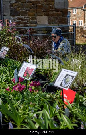 Eine Dame oder Frau, die Pflanzen wählt und in einem Gartencenter die Hosen und Blumen durchstöbert. Dame, die Pflanzen und Blumen beim Gartenfest anschaut Stockfoto