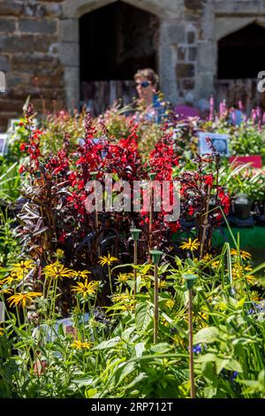 Eine Dame oder Frau, die Pflanzen wählt und in einem Gartencenter die Hosen und Blumen durchstöbert. Dame, die Pflanzen und Blumen beim Gartenfest anschaut Stockfoto