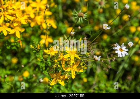 St. Johanniskraut (Hypericum perforatum), auch True St. genannt Johanniskraut, gemeine St. Johanniskraut, perforiert St. Johanniskraut, gefleckter St. Johanniskraut oder geflecktes Harzkraut, normalerweise St. Johanniskraut oder St. Johanniskraut ist eine Pflanzenart der Gattung St. Johanniskraut (Hypericum) innerhalb der Familie der Hypericaceae (früher Hardy-Würze-Familie), Georgia Stockfoto