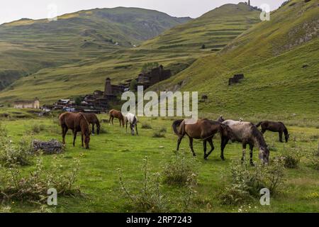 Das tuschetische befestigte Dorf Dartlo (georgisch დართლო) liegt am Fuße grüner Hänge in der Munizipalität Akhmeta, Region Kachetien, Georgien. Pferde grasen auf einer Bergwiese davor. Ein graues Pferd und ein Braunes sind mit einem Seil aneinander gebunden. Ein Mann steht hinter ihnen. Disteln wachsen im Vordergrund. Links liegt ein Holzstapel im Gras. Auf dem Hügel hinter dem Dorf, nur wenige Kilometer von der Grenze zu Tschetschenien entfernt, steht die Burg Kvavlo. Das Dorf liegt auf einer Höhe von etwa 2.000 Metern am linken Ufer des Pirikita-Alazani-Flusses. Es wurde als archi designiert Stockfoto