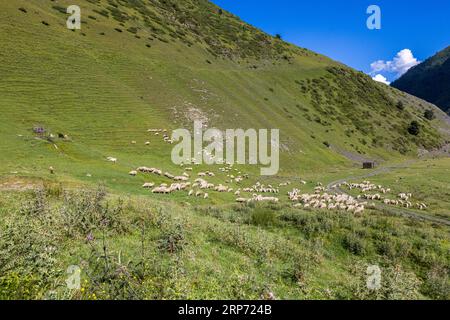 Eine große Schafherde grast an einem Berghang nahe Dartlo in der Gemeinde Akhmeta, Region Kachetien, Georgien. Die Tiere verteilen sich über die Wiese bis hin zu einem Feldweg am Grund des Tals. Rechts steht eine kleine Hütte am Weg. Links am Hang befinden sich ein Holztor und einige dunkle Tiere. Weidewege kreuzen den Hang. Disteln wachsen im Vordergrund. Tuscheti ist bekannt für die Milch, den Käse und die Wolle seiner Schafe. Ziegen führen oft die Herden an. Kaukasische Schäferhunde bewachen sie und verteidigen sie extrem aggressiv, sogar gegen Wölfe. Die semi-nomadischen Tuschetier leben in Stockfoto