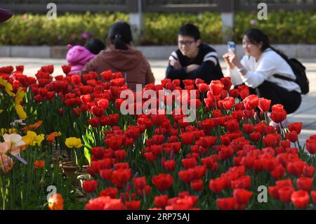 (190128) -- KUNMING, 28. Januar 2019 (Xinhua) -- Besucher machen Fotos mit Blumen in voller Blüte im Daguan Park in Kunming, Hauptstadt der südwestchinesischen Provinz Yunnan, 28. Januar 2019. Wenn das Frühlingsfest näher rückt, kommen die Leute in den Daguan Park, um sich mit den blühenden Blumen zu Vergnügen, um das kommende Frühlingsfest zu begrüßen, das dieses Jahr am 5. Februar stattfindet. (Xinhua/Yang Zongyou) CHINA-KUNMING-FLOWERS (CN) PUBLICATIONxNOTxINxCHN Stockfoto