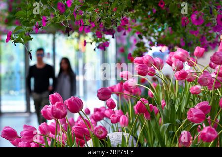 (190128) -- GUANGZHOU, 28. Januar 2019 (Xinhua) -- Touristen sehen Tulpen in einem Garten in der Nansha Freihandelszone in der südchinesischen Provinz Guangdong, 22. Januar 2019. Mehr als 30 Tulpensorten, die aus dem Keukenhof-Garten der Niederlande eingeführt wurden, wurden hier vor kurzem gezeigt. (Xinhua/Liu Dawei) CHINA-GUANGDONG-EXHIBITION-TULIPS (CN) PUBLICATIONxNOTxINxCHN Stockfoto