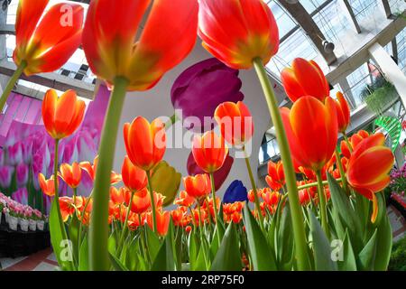 (190128) -- GUANGZHOU, 28. Januar 2019 (Xinhua) -- Tulpen werden in einem Garten in der Nansha Freihandelszone in der südchinesischen Provinz Guangdong, 22. Januar 2019, gesehen. Mehr als 30 Tulpensorten, die aus dem Keukenhof-Garten der Niederlande eingeführt wurden, wurden hier vor kurzem gezeigt. (Xinhua/Liu Dawei) CHINA-GUANGDONG-EXHIBITION-TULIPS (CN) PUBLICATIONxNOTxINxCHN Stockfoto