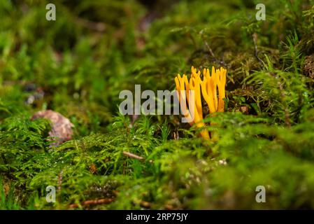 Hellgelbe Korallenpilze (wahrscheinlich Ramaria aurea) wachsen im Wald in Lettland, Europa Stockfoto