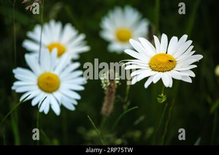 Weiße, helle Kamillenblüte, mehrjährige blühende Pflanze. Schöne Wildblumen mit wenig Insekt vor abstraktem dunkelgrünem Hintergrund der Natur. Stockfoto