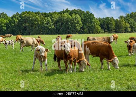 Eine Kuhherde weidet an einem Sommertag auf einem Feld. Stockfoto