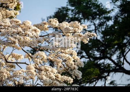 Wundervolle Blumen eines weißen ipe-Baumes, Tabebuia roseo-alba (Ridley) Sandwith. Bekannt als: „Ipê-branco“, „Ipê-branco-do-cerrado“, „Ipê-rosa“ Stockfoto