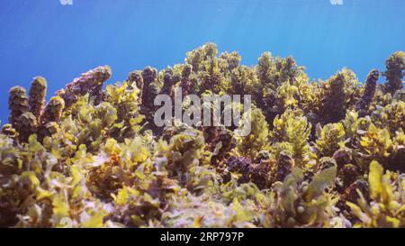 Nahaufnahme von Dickicht Seetang Braun (Sargassum) schwingt auf Wellen unter der Oberfläche von Wasser auf blauem Wasserhintergrund an hellen sonnigen Tagen auf Sonnenstrahlen, Rot Stockfoto