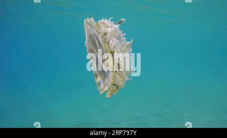 Nahaufnahme von umgedrehten Quallen (Cassiopea andromeda), die an einem hellen sonnigen Tag im Sonnenlicht im blauen Wasser schwimmen, im Roten Meer, Ägypten Stockfoto