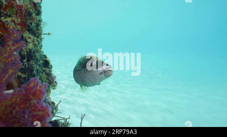 Die Pufferfische schwimmen neben dem mit Korallen bedeckten Pier. Maskierter Puffer (Arothron diadematus), der an einem sonnigen Tag neben dem Pier auf blauem Wasser schwimmt Stockfoto