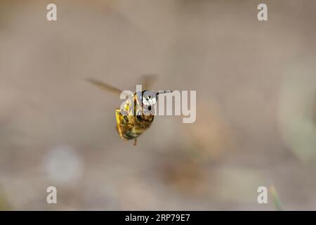 Europäischer Bienenwolf (Philanthus triangulum), im Flug, mit gefangener Biene, Bottrop, Ruhrgebiet, Nordrhein-Westfalen, Deutschland Stockfoto