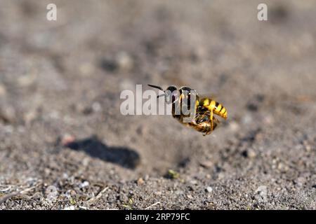 Europäischer Bienenwolf (Philanthus triangulum), im Flug, mit gefangener Biene, Bottrop, Ruhrgebiet, Nordrhein-Westfalen, Deutschland Stockfoto