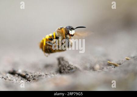 Europäischer Bienenwolf (Philanthus triangulum), im Flug, mit gefangener Biene, Bottrop, Ruhrgebiet, Nordrhein-Westfalen, Deutschland Stockfoto