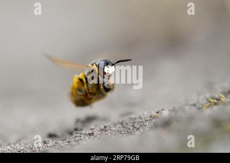 Europäischer Bienenwolf (Philanthus triangulum), im Flug, mit gefangener Biene, Bottrop, Ruhrgebiet, Nordrhein-Westfalen, Deutschland Stockfoto