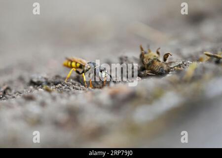 Europäischer Bienenwolf (Philanthus triangulum), am Höhleneingang, mit gefangener Biene, Bottrop, Ruhrgebiet, Nordrhein-Westfalen, Deutschland Stockfoto