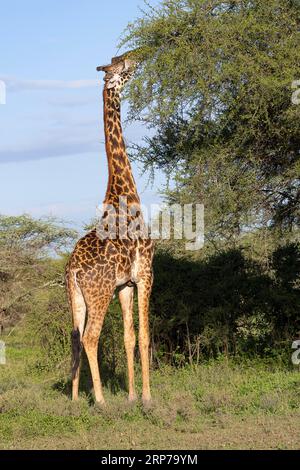 Masai Giraffe (Giraffa tippelskirchi), Essen von Akazienbäumen, Ndutu Conservation Area, Tansania Stockfoto