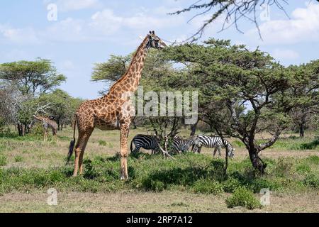 Masai Giraffe (Giraffa tippelskirchi), Essen von Akazienbäumen, Zebras dahinter, Ndutu Conservation Area, Tansania Stockfoto