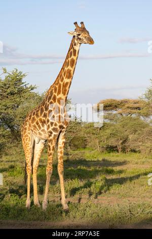 Masai Giraffe (Giraffa tippelskirchi), Stier, im Morgenlicht, Ndutu Conservation Area, Tansania Stockfoto