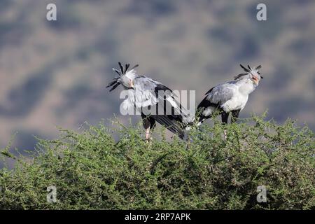 2 Sekretär Vogel (Sagittarius serpentarius) auf Baumwipfel, Serengeti Nationalpark, Tansania Stockfoto