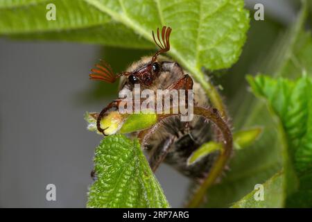 Porträt, Cockchafer (Melolontha), Wallis, Schweiz Stockfoto