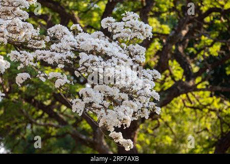 Wundervolle Blumen eines weißen ipe-Baumes, Tabebuia roseo-alba (Ridley) Sandwith. Bekannt als: „Ipê-branco“, „Ipê-branco-do-cerrado“, „Ipê-rosa“ Stockfoto