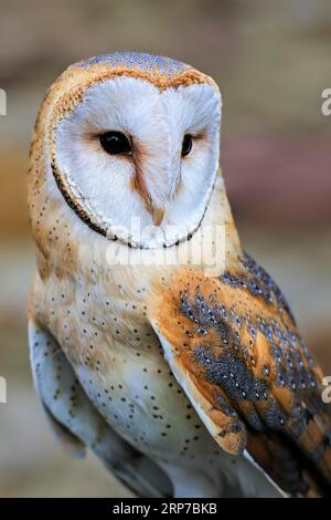 Stalleule (Tyto alba), Porträt, Skandinavien Stockfoto