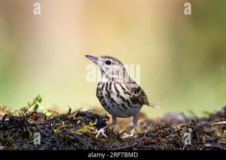 Baum Pipit (Anthus trivialis) Ungarn Stockfoto