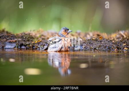 Affinit (Fringella coelebs) männlich, Ungarn Stockfoto