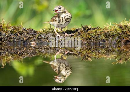 Baum Pipit (Anthus trivialis) Ungarn Stockfoto