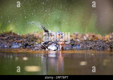 Affinit (Fringella coelebs) männlich, Ungarn Stockfoto