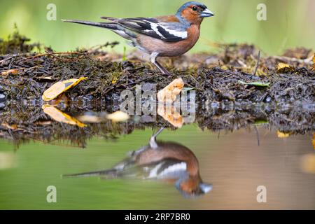 Affinit (Fringella coelebs) männlich, Ungarn Stockfoto