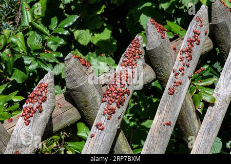 Brandwanzen, Brandwanzen (Pyrrhocoris apterus), französischer Käfer, Massenmontage, Berlin, Deutschland Stockfoto