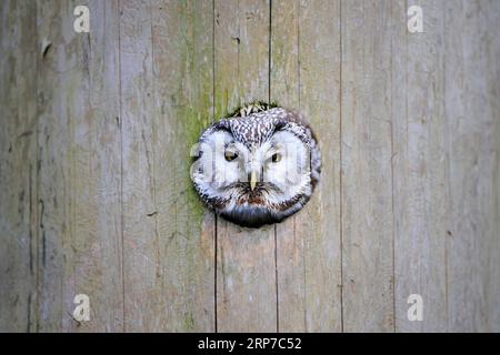 Tengmalmkauze (Aegolius funereus) aus Bruthöhle, Bayern, Deutschland Stockfoto