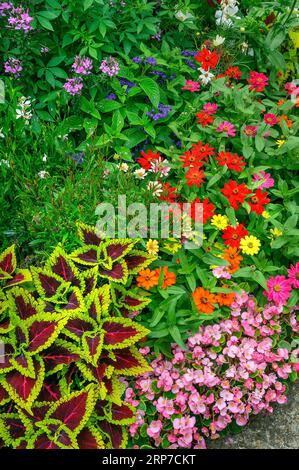 Sommerblumen, Brennnesseln (Solenostemon scutellarioides), Zinnien (Zinnia elegans) und semperflorens begonias (Begonia x Stockfoto